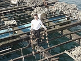 Man Catching Oysters In Galicia